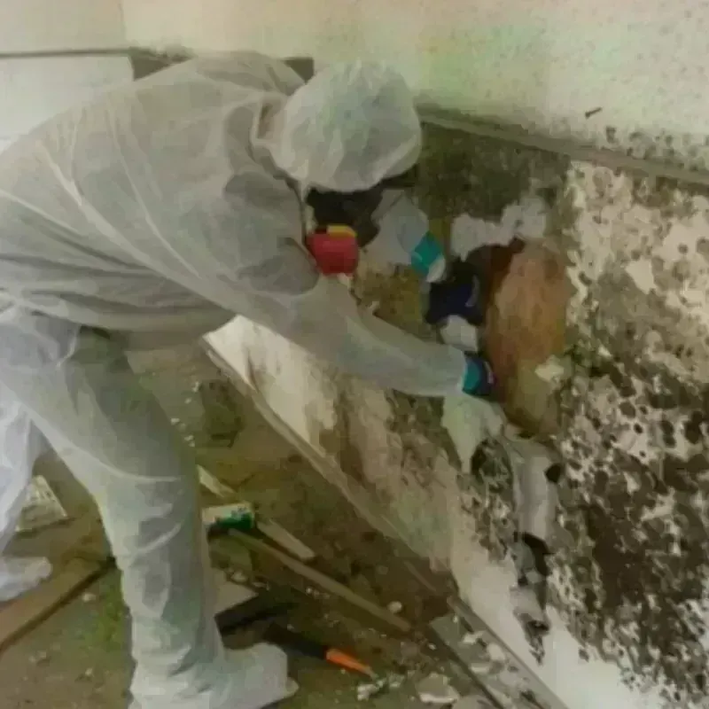 Mold Remediation and Removal in Waterford, WI